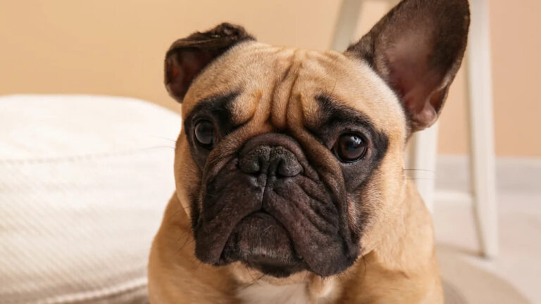 Французские бульдоги и 2 других популярных породы исчезнут через 10 лет