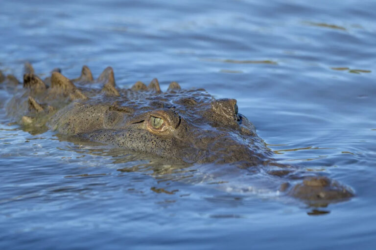 Чиновники принимают меры после того, как гигантский крокодил был замечен с шокирующей добычей во рту: «Просто душераздирающий»
