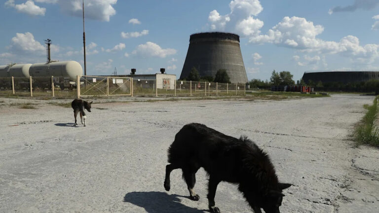 Собаки Чернобыля переживают быструю эволюцию