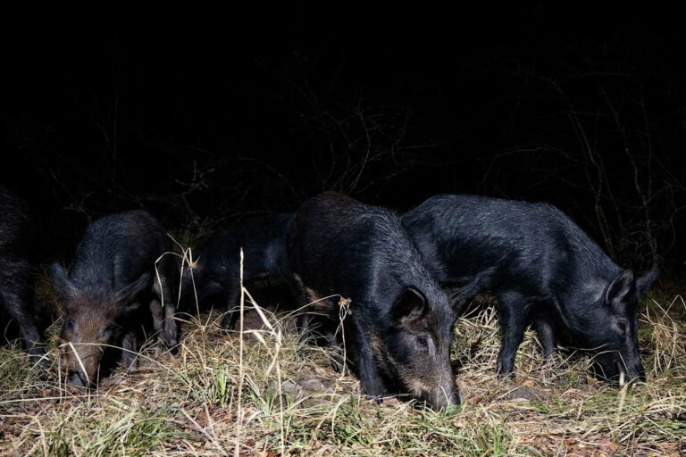 Техас столкнулся с новой угрозой, и миллионы диких свиней могут сделать его хуже