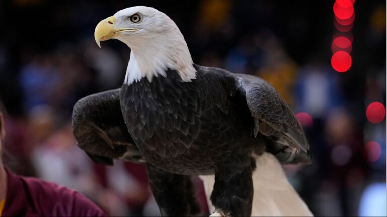 Женщина из Северной Каролины рассказала, что лысый орел сбросил кошку через ее лобовое стекло