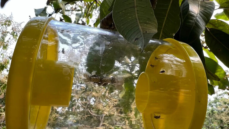 Власти США помещают регион в карантин после обнаружения опасной угрозы: «Передача болезни»