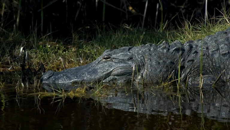Ученые сделали тревожное открытие после анализа более 100 болотных аллигаторов: «Что еще подвергается воздействию?»