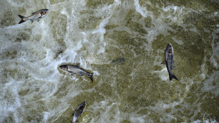 Биологи вытащили 100 000 фунтов инвазивных видов рыб из реки Канзас