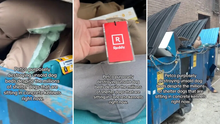Покупатель хлопает Petco после того, как раскрывает то, что скрыто в мусорных баках за магазином: «Это разбивает мое сердце»