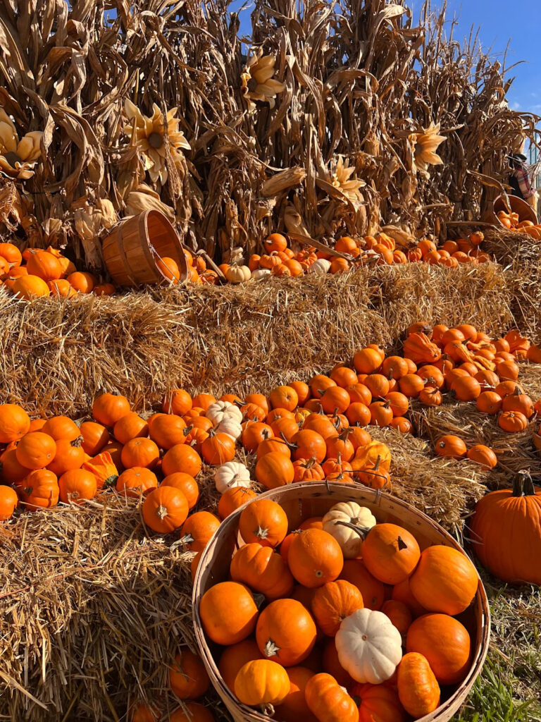 Прогноз на День благодарения во Флориде: умеренная погода перед намеком на более прохладный воздух