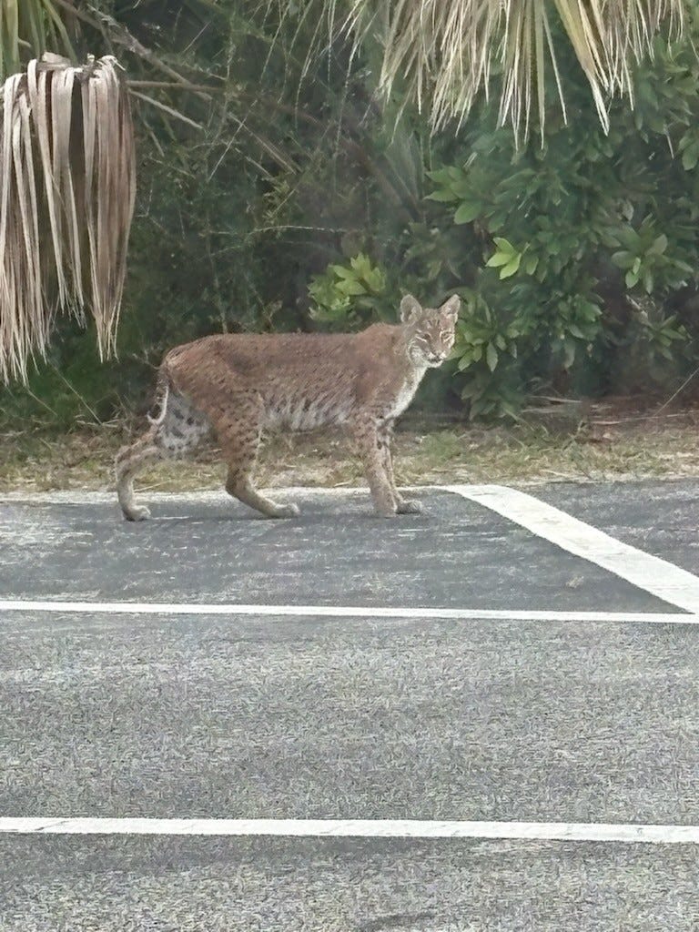Бобкэт замечен возле кортов для игры в маринованные мячи, игровой площадки в Ponce Inlet; город выпускает предупреждение