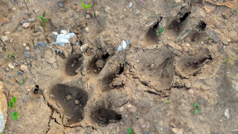 Чиновники предупреждают после крупных наблюдений хищников в необычном месте: «Это очень необычное поведение».