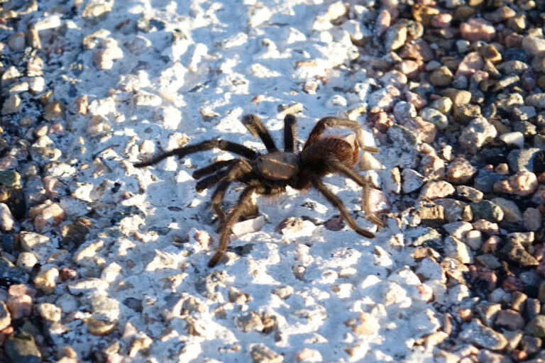 Мужские тарантулы будут бродить по Канзасу в сентябре, когда они ищут любовь.