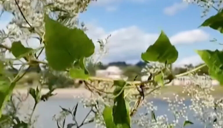 Чиновники заручаются неожиданными помощниками для выполнения важной задачи на заросшем острове: «Это беспроигрышно»