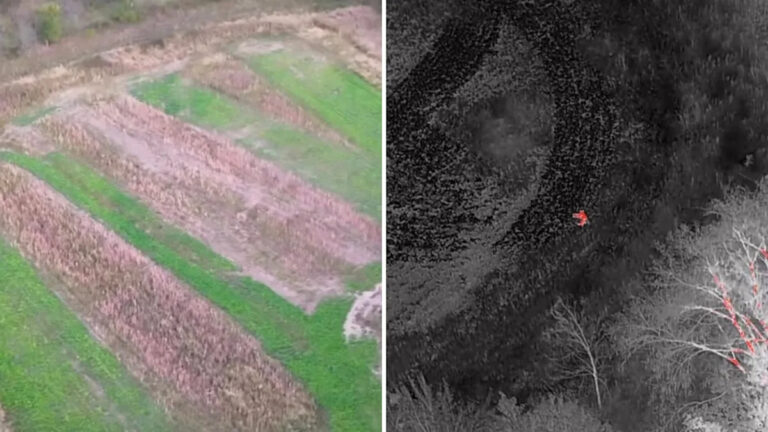 Дрон неожиданно запечатлел в поле кадры с воздуха редкого хищника в одиночку: «Очевидно самое удивительное»