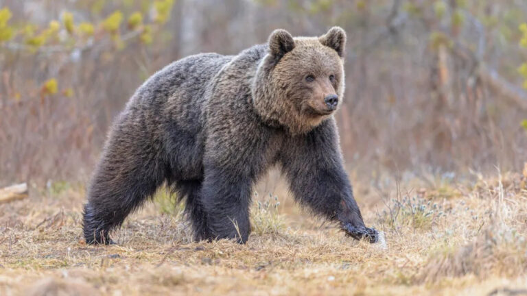 «Миссия невыполнима» медведя Тахо ошеломила людей