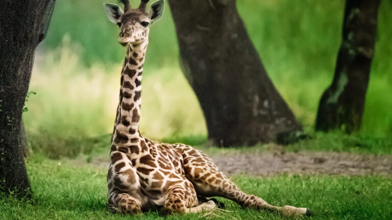 Детройтский зоопарк недавно поприветствовал жирафа и назвал ее слишком очаровательной