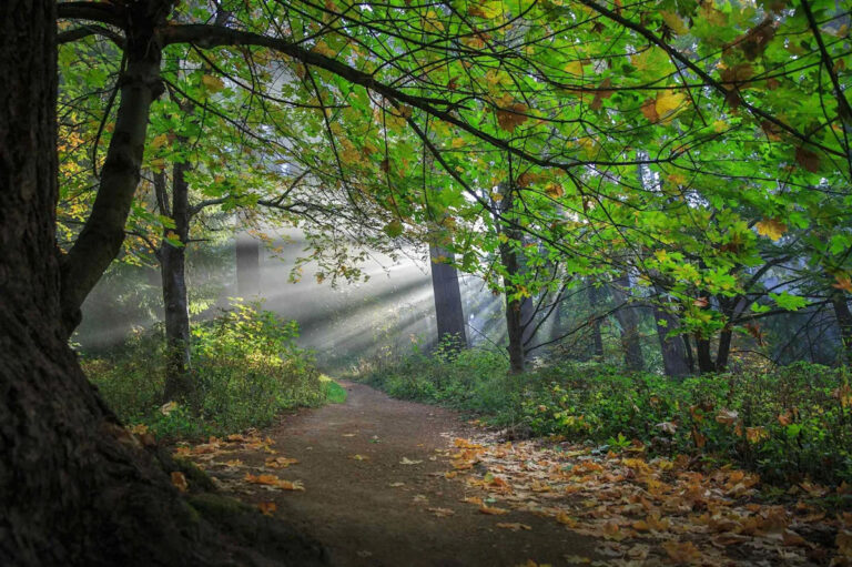 Этот парк в США — вымерший вулкан, а также первый городской тихий парк в стране.