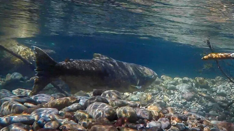 Лосось Chinook на побережье Орегона опроверг федеральный список исчезающих видов