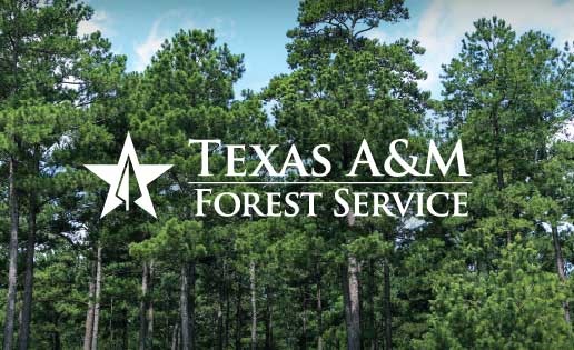 Техасская лесная служба A&M предупреждает о пожарах в праздничный сезон