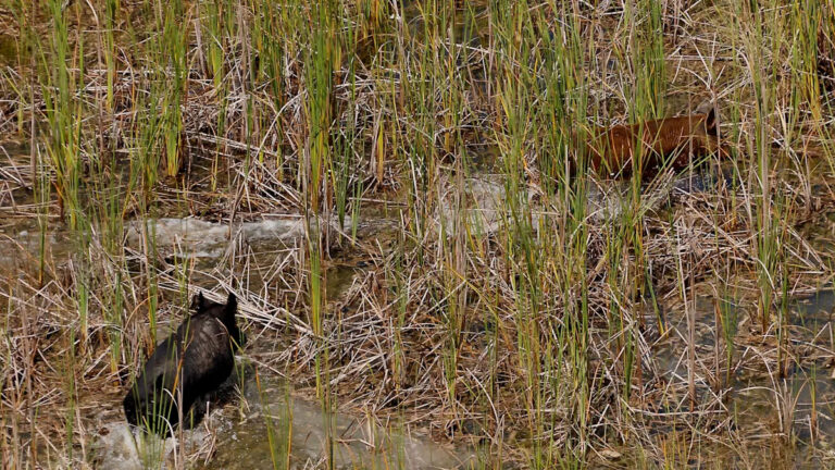 Чиновники предупреждают после того, как в регионе США замечены разрушительные существа: «Наблюдения происходят»