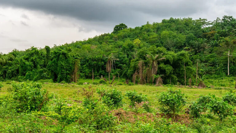 Эксперты поднимают красные флаги на крупных кризисах, влияющих на величественные виды: «В почти полной тишине»
