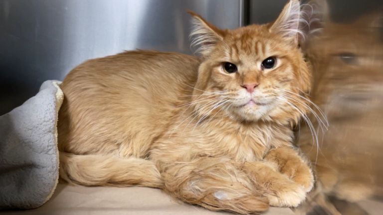 Главная » Новости » Кошки мейн-куна спасены от пренебрежения к усыновлению в Орегонском гуманном обществе