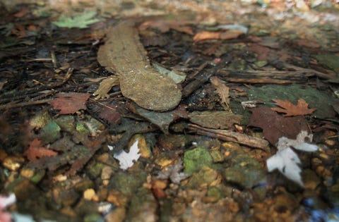 Эти существа не из подземного мира, несмотря на свое имя.