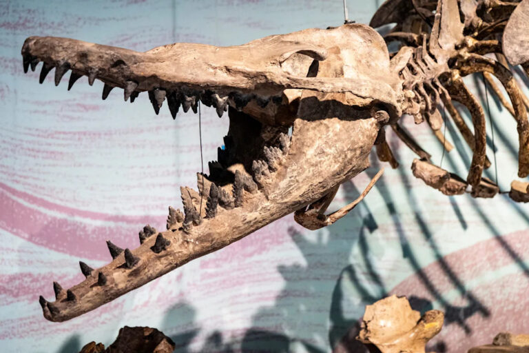 Кость зигорхизы, свирепого доисторического кита, найденного в Миссисипи