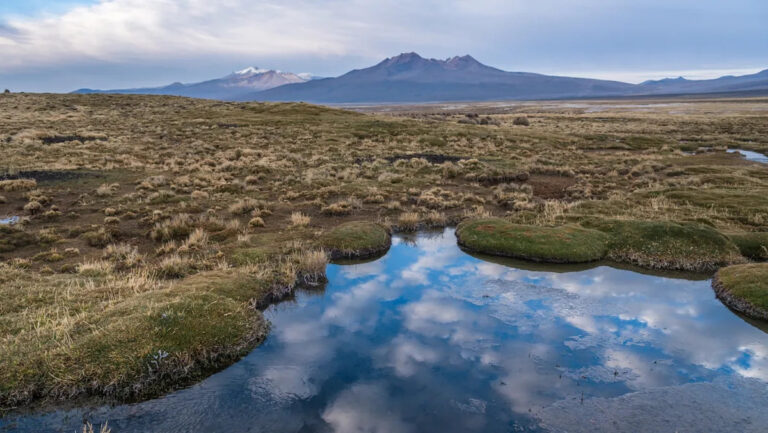 Ученые обнаружили существо, которое вымерло более 20 лет назад: «Это нечто особенное»
