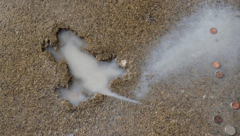 Правда о крысиной норе в Чикаго