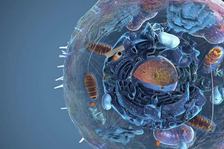 Клетки имеют больше мини-органов, чем думали исследователи — несвязанные мембранами, эти изгои органелл бросают вызов основам биологии.