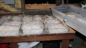 3200 кг метамфетамина спрятаны в коробках с ялапеньосом