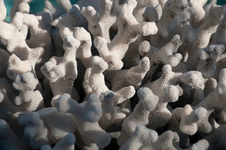 Ученые предупреждают об уникальных видах у побережья США: «У нас заканчивается время»