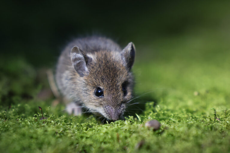 Облысение «лечит» из-за нового прорыва, говорят исследователи