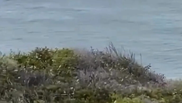 Bystander снял видео внезапной атаки акулы на серфера — вот что произошло