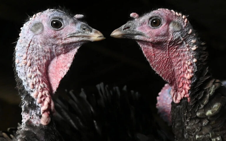 Риск дефицита индейки нависает над Рождеством