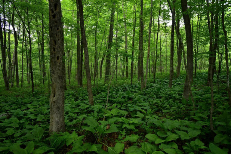 Официальные лица предупреждают о серии столкновений медведей в регионе США: «Пожалуйста, сделайте свою часть работы».