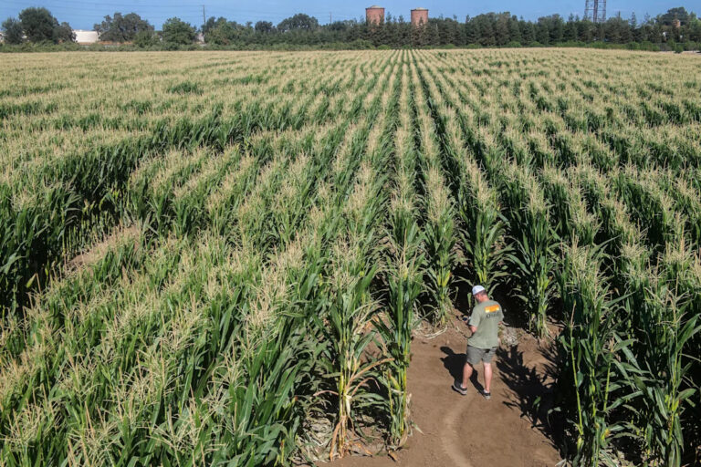 Семейная ферма Dell’Osso открыла популярный лабиринт тыквы на Хэллоуин в 29-м сезоне