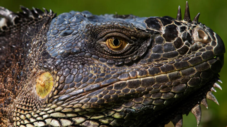 10 видов животных, которые наносят ущерб экосистемам Флориды