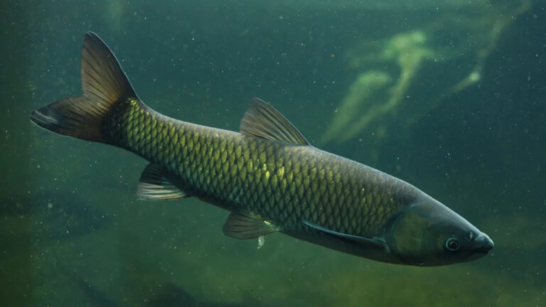 Чиновники предупреждают после того, как рыбаки заметили огромную рыбу в озере, где она не принадлежит: «Это была одна из самых больших рыб».