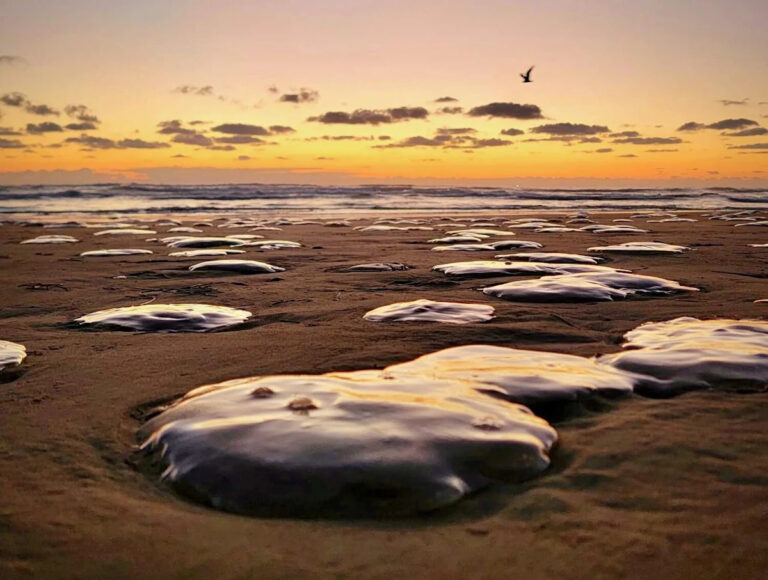 Странные, кальмары вторгаются на популярный пляж Южного Техаса