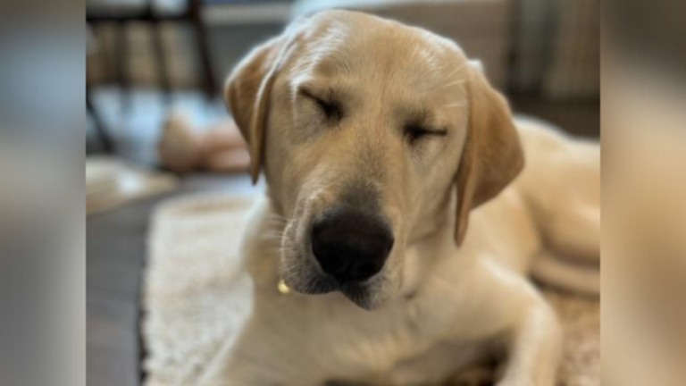 Великие собаки-смеси Пиренеев спасены от пренебрежения к усыновлению в Орегонском гуманическом обществе