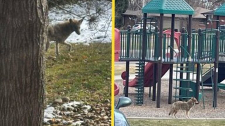 3 встречи койота за 30 минут вызвали предупреждение у чиновников Пшеничного хребта