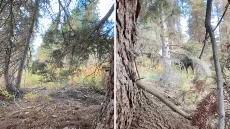 Хикер снимает душераздирающее видео, скрываясь от массивного дикого животного: «Я не ожидал, насколько это будет страшно»