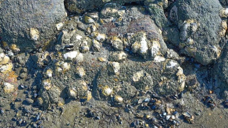 Ученые сбросили 6-тонные бетонные кубы в океан для важного проекта: «Мы используем новые методы»