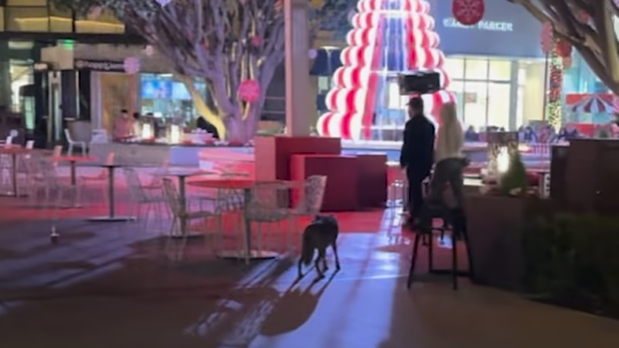 Видео показывает койота в торговом центре Westfield UTC после 2 детей, пострадавших в результате теракта