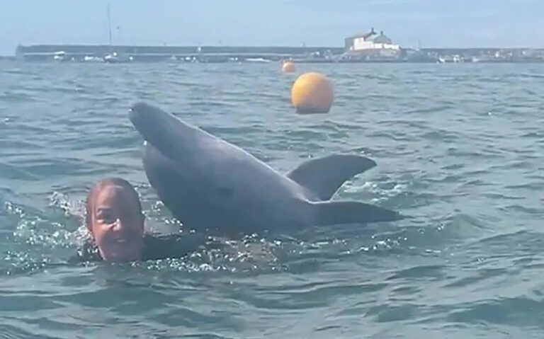 Уберите с дельфина «целевое внимание женщин в гидрокостюмах», предупреждают пловцы