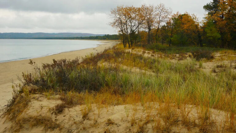 Эксперты предупреждают, что вредные «прыгающие черви» распространяются на новую территорию США: «Потенциально в опасности»