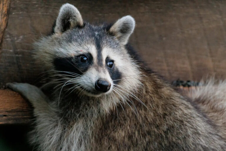 Могу ли я держать енота в качестве домашнего животного? Вот что закон Оклахомы говорит о диких, экзотических животных