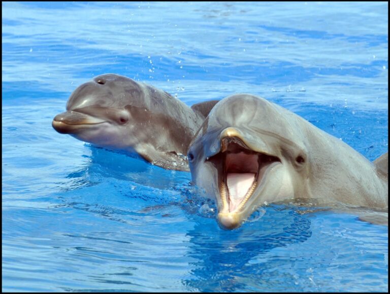 Будущее Маринеленда остается неопределенным, поскольку следующее судебное заседание назначено на 10 ноября.