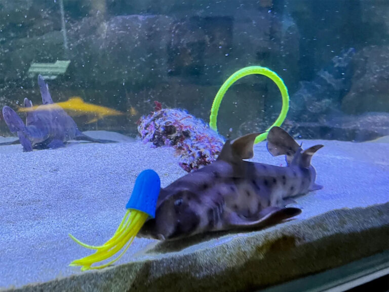 Ученые посадили акул в аквариум, полный игрушек. То, что они увидели, удивило их.