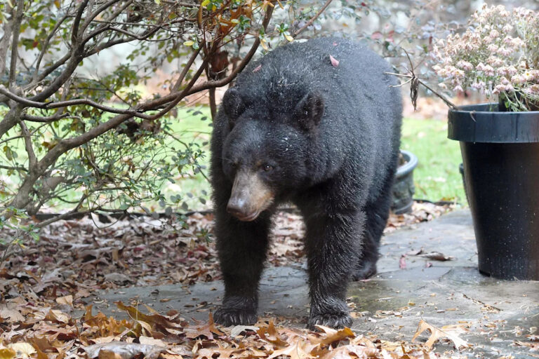 Вивервильца отправили в больницу после встречи с медведем на крыльце: Не кормите, говорят чиновники