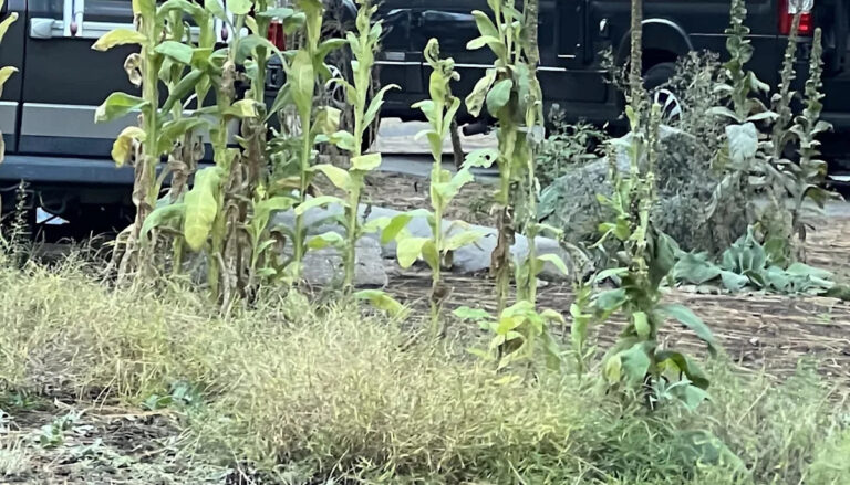 Онлайн-зритель поделился фотографией открытия в национальном парке США: «Это потрясающе»